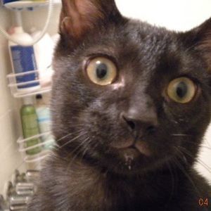 Meet your Posher, Sun